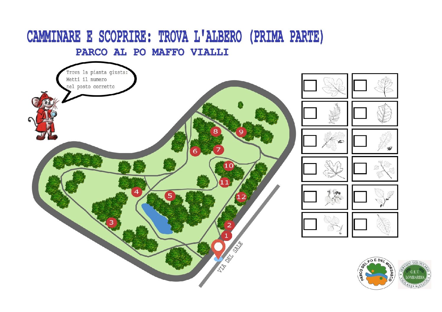 CAMMINARE E SCOPRIRE : TROVA L’ALBERO (1° PARTE) – un nuovo progetto di M. Cristina Bertonazzi per conoscere la natura dei nostri parchi urbani