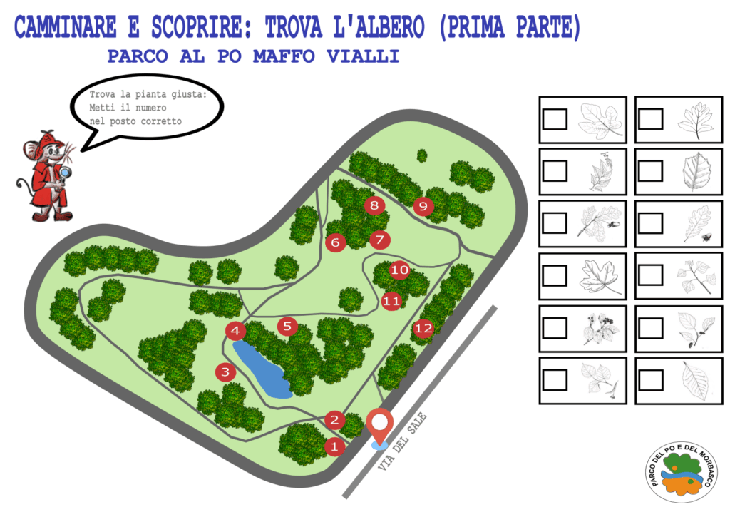 CAMMINARE E SCOPRIRE : TROVA L’ALBERO (1° PARTE) – un nuovo progetto di M. Cristina Bertonazzi per conoscere la natura dei nostri parchi urbani